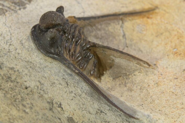 Long-Spined Cyphaspis Trilobite - Foum Zguid, Morocco #311138